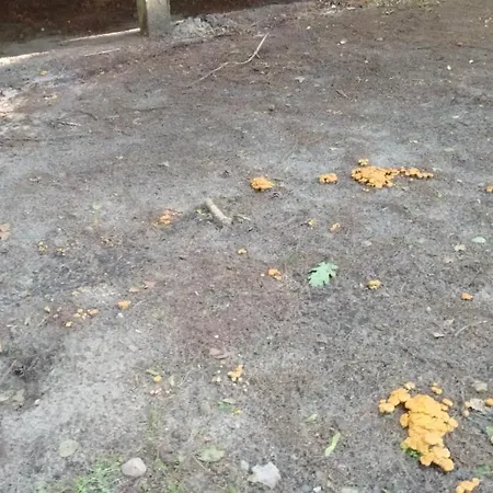 Lodge Oleandria-,, Jagodka 